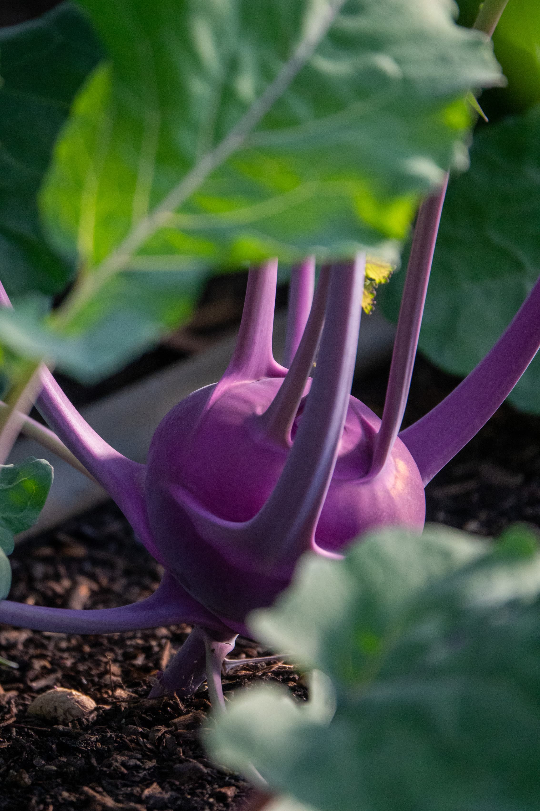 Kohlrabi wächst im Beet