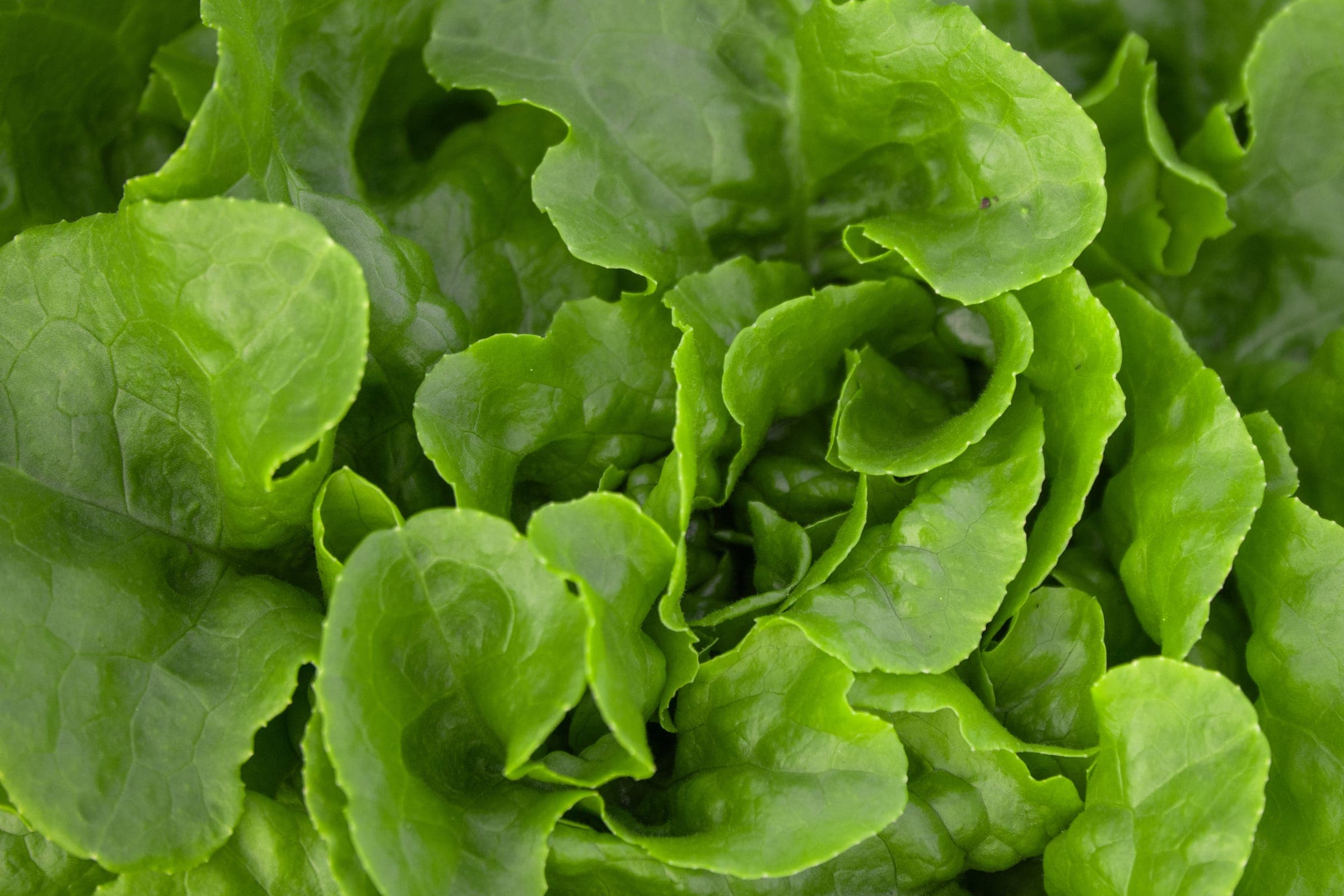 Frisch geernteter Salat aus dem Garten