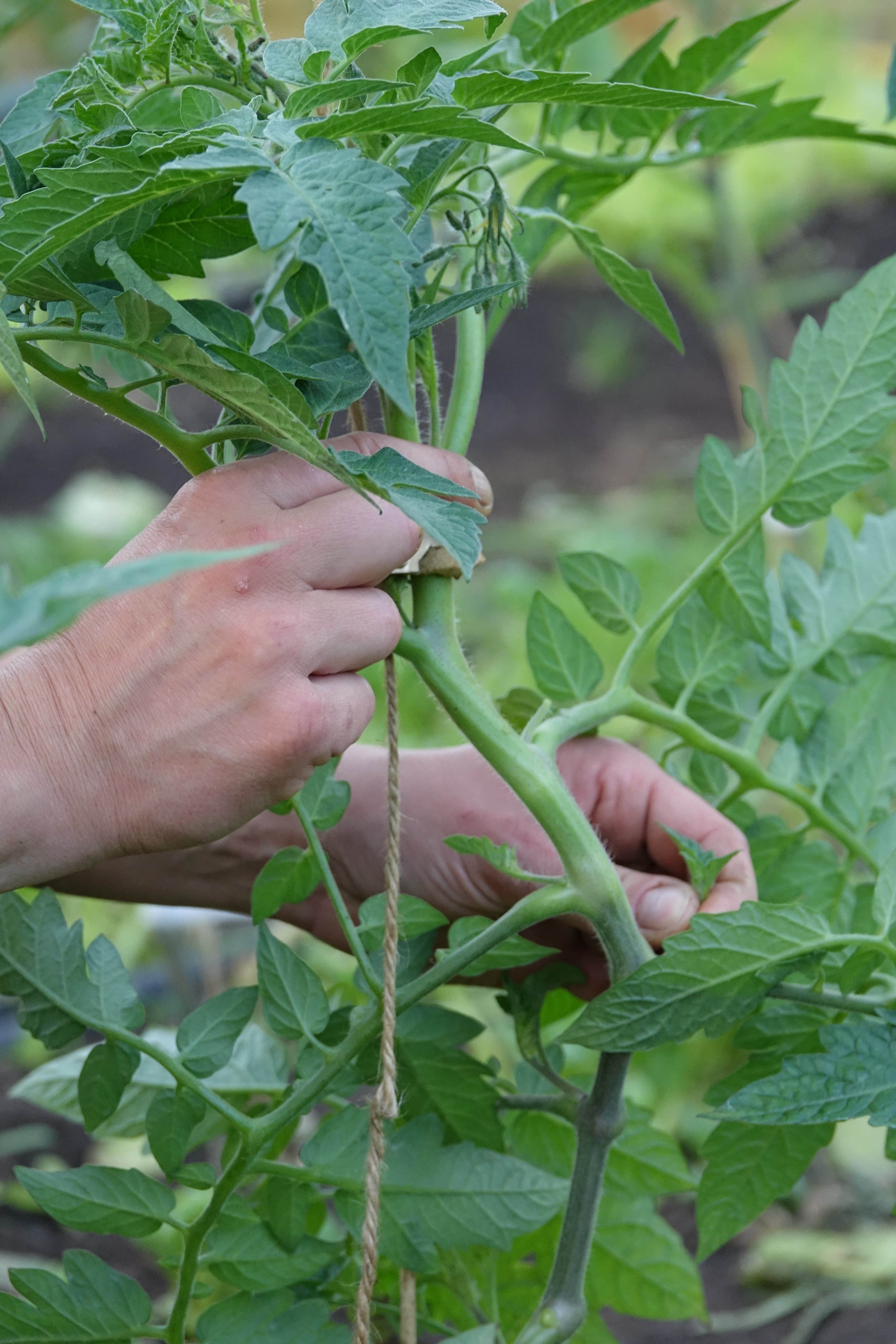 Hände, die eine Tomatenpflanze am Stab aufbinden