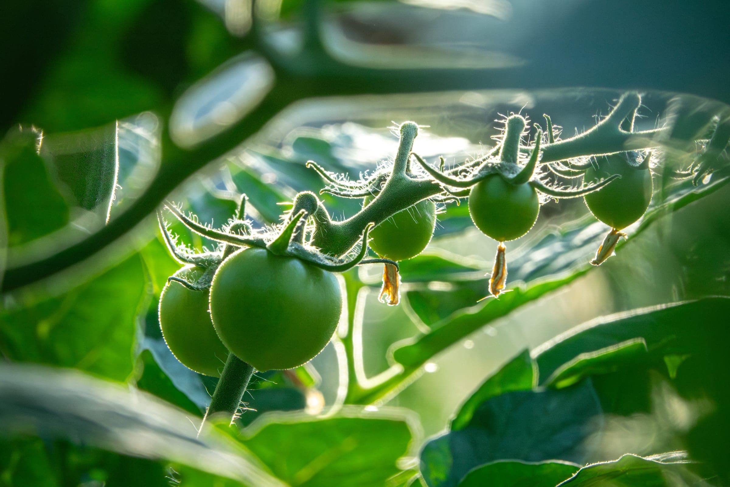 Blick über den Garten am Südhang in der goldenen Stunde