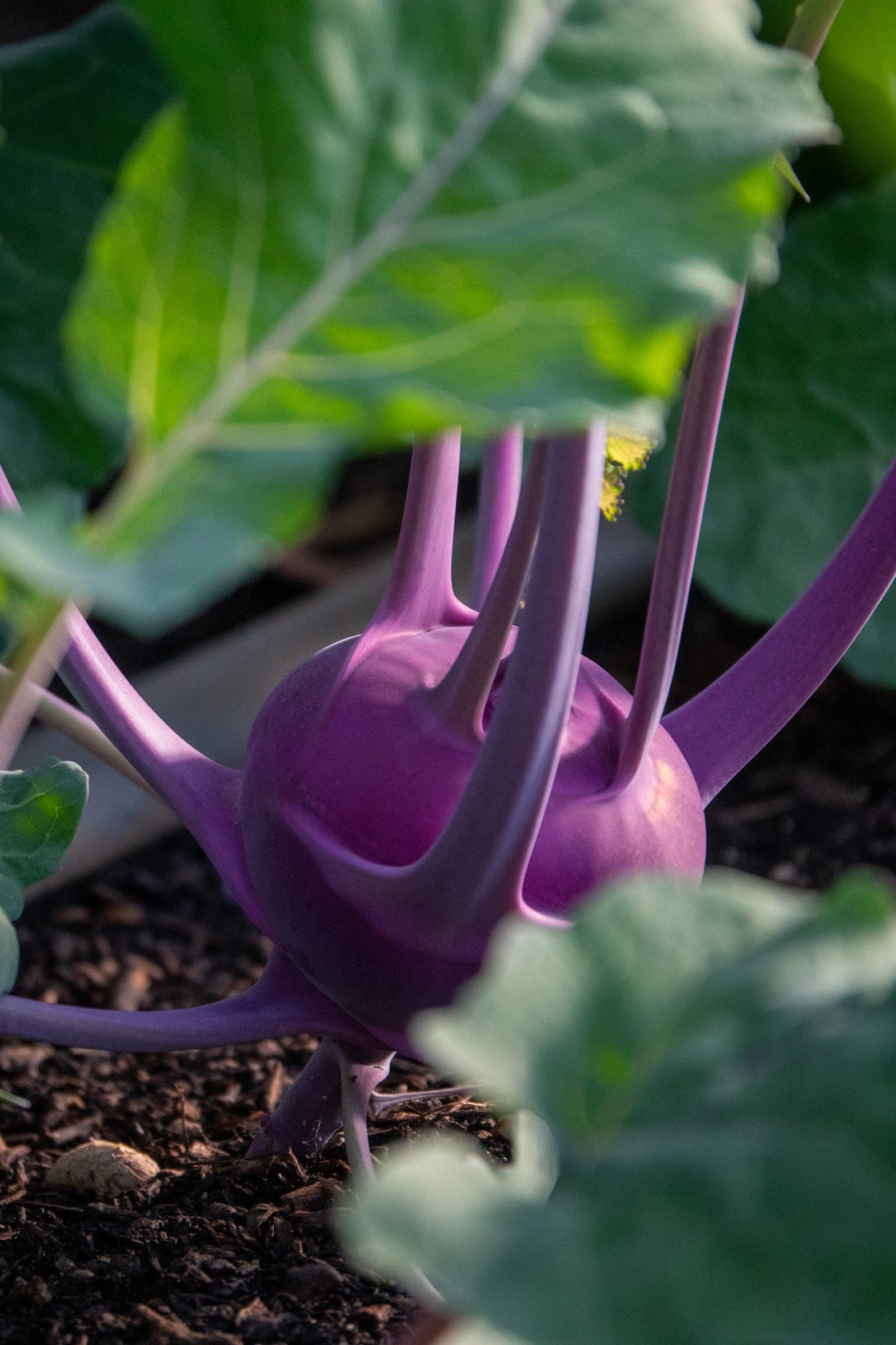 Lila Kohlrabi frisch im Beet — eine der vielen Sorten, die kein Laden führt