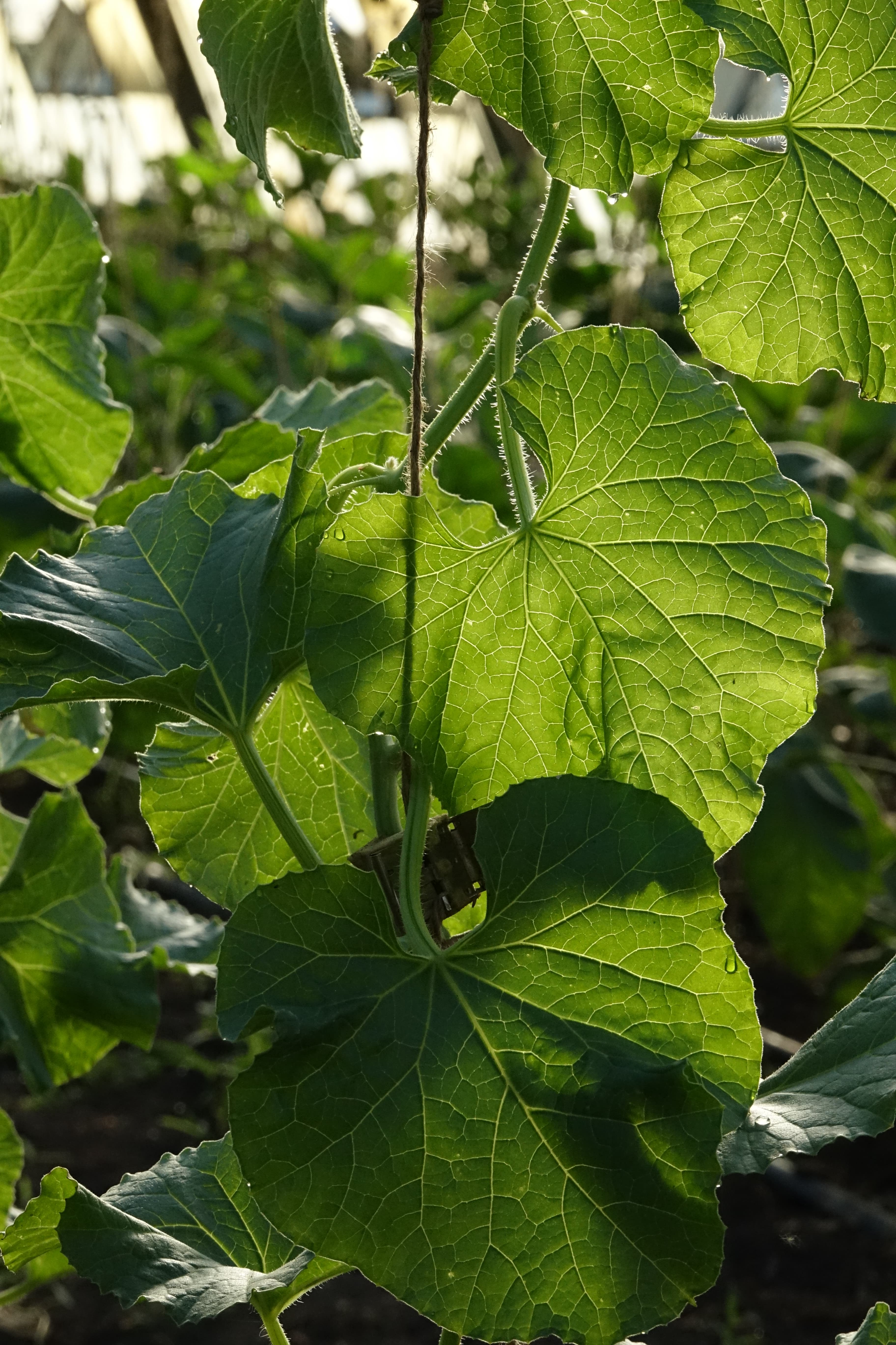Kürbisblatt im Gegenlicht — leuchtend grün