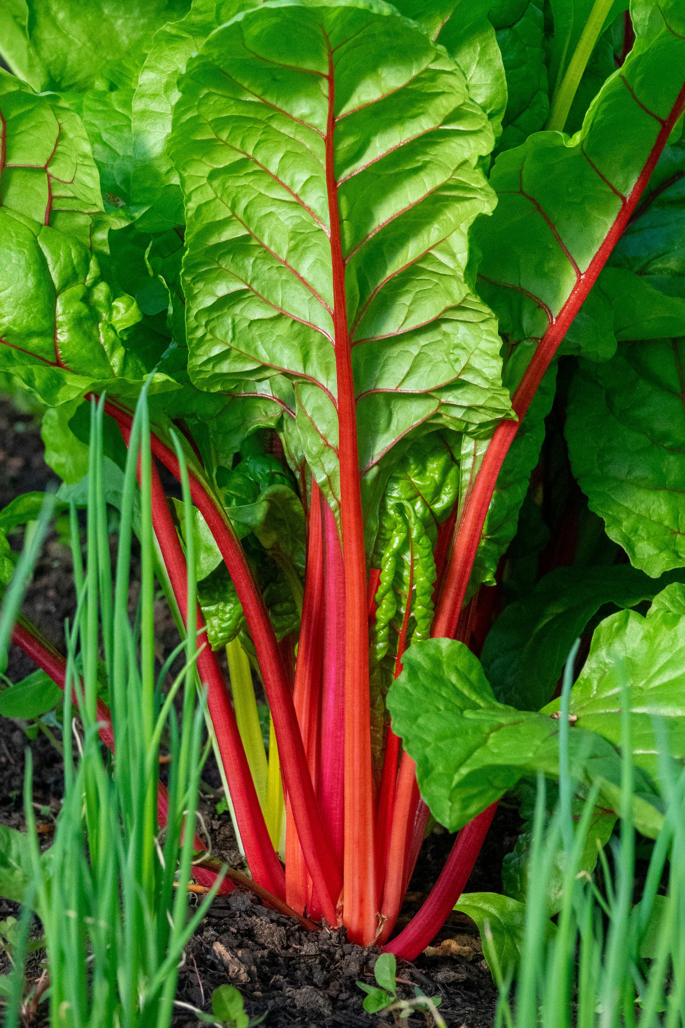 Schweizer Mangold mit roten Stielen — Detail vom Beet