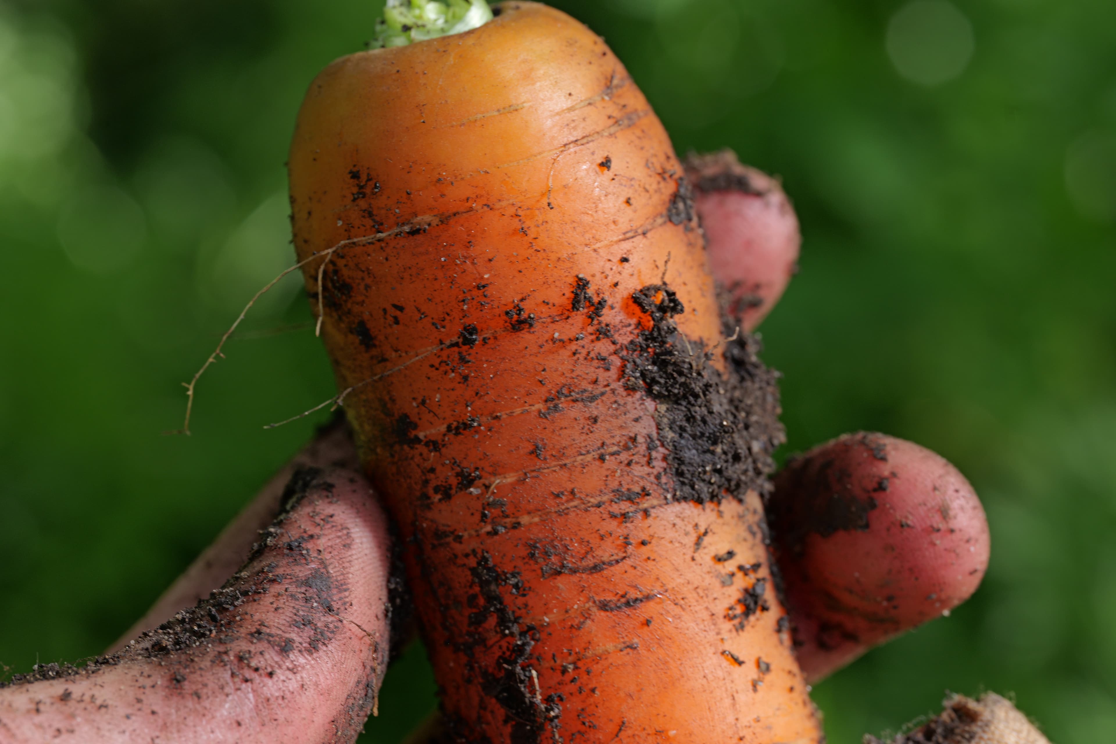 Frisch gezogene Möhre mit Erde, in der Hand — direkt aus dem Beet