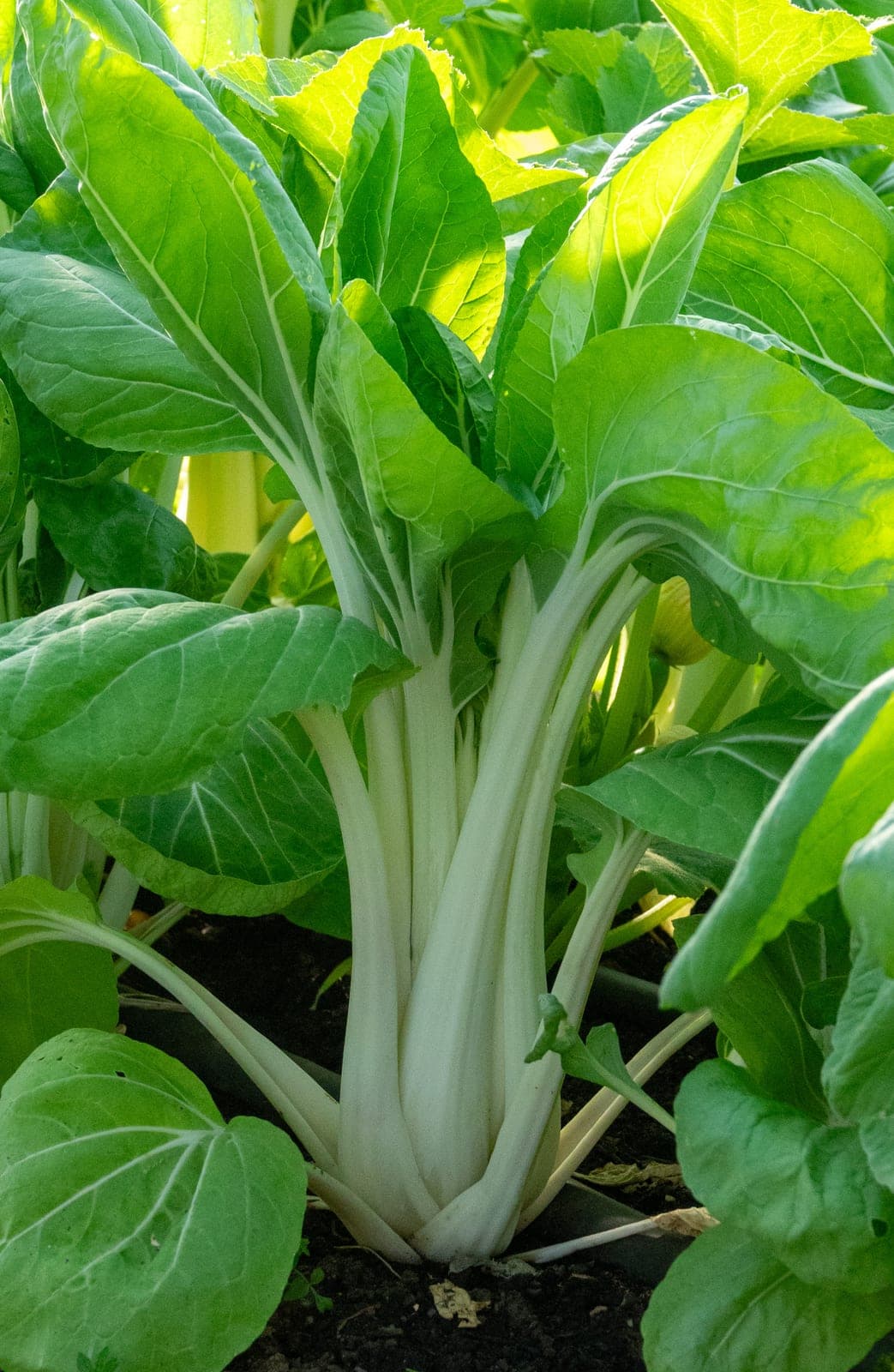 Eine kräftige Pak-Choi-Pflanze mit weißen Stielen und sattgrünen Blättern im Gartenbeet