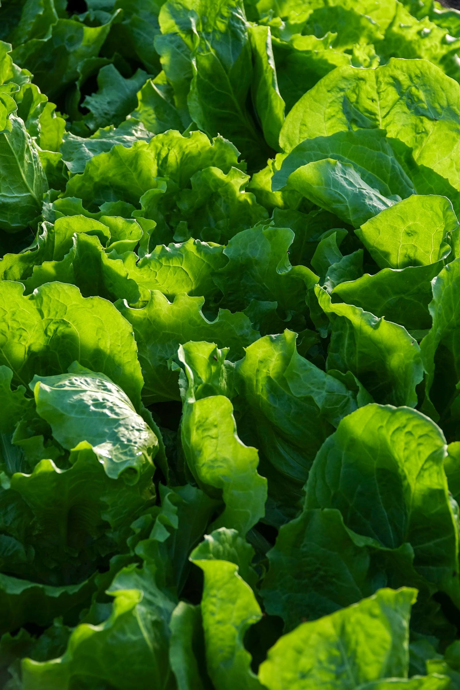 Frischer grüner Pflücksalat, dicht an dicht im Beet