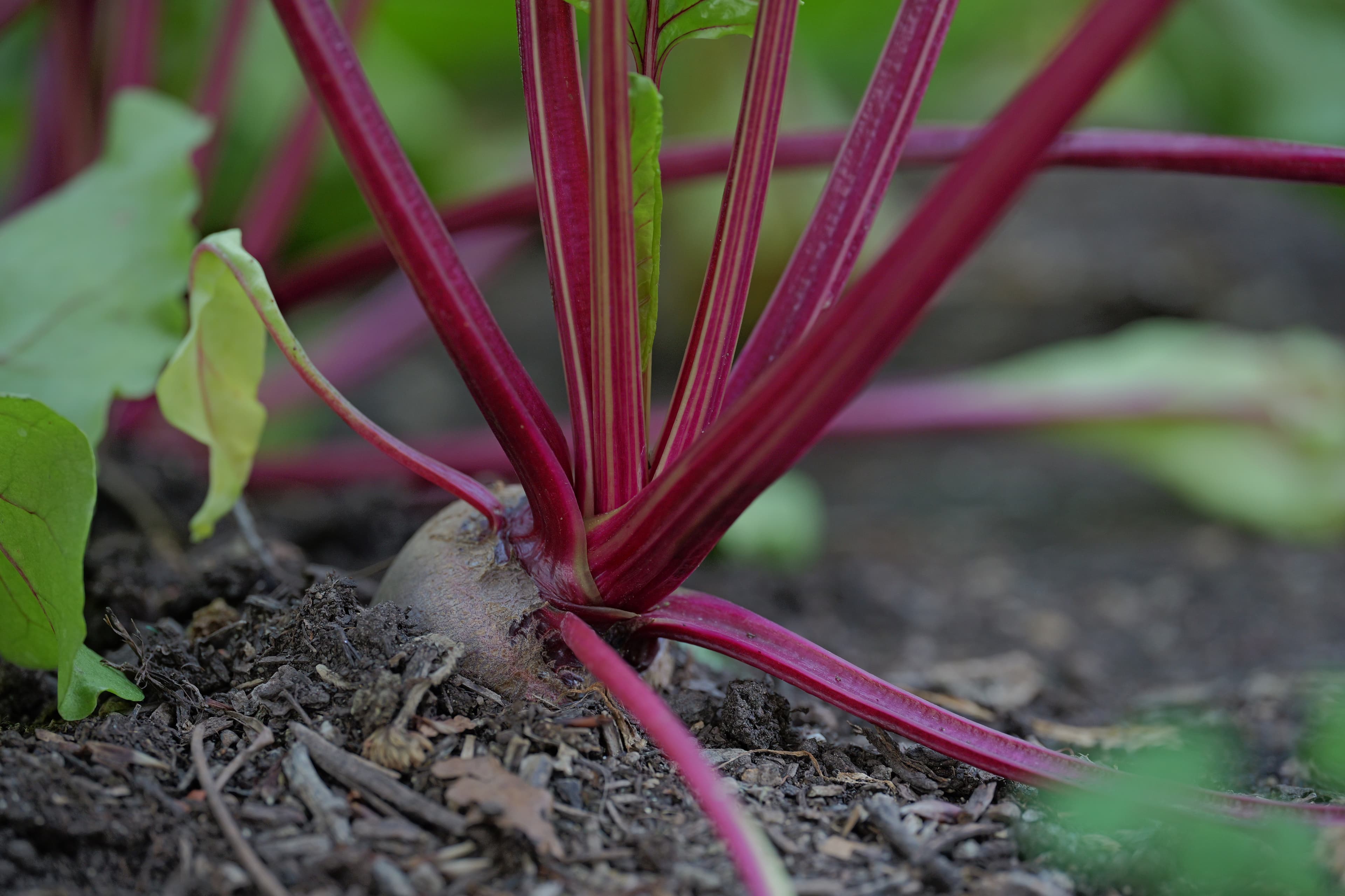 Rote Bete mit kräftig pinken Stielen — direkt aus der Erde
