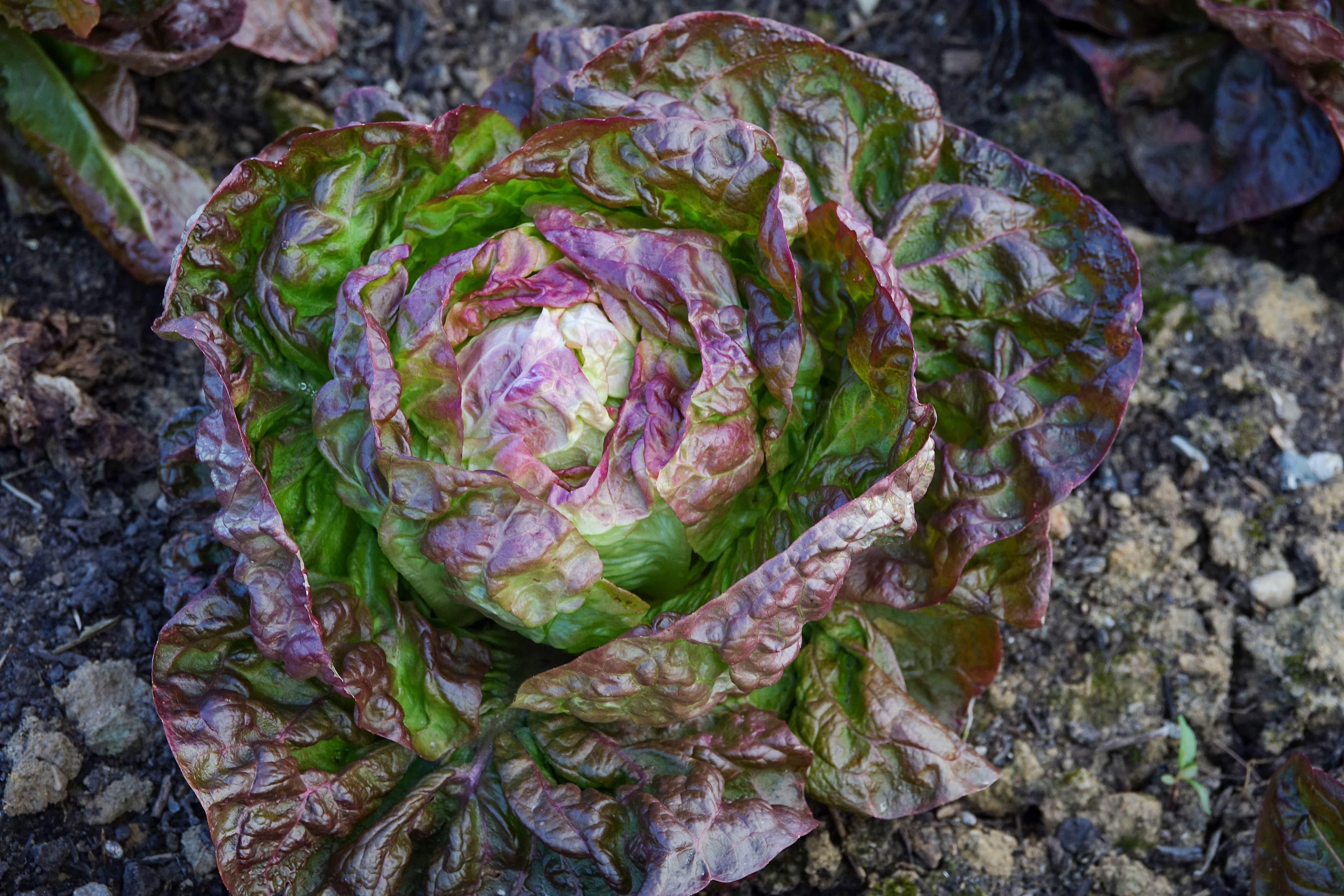 Roter Salat — Detail vom Beet