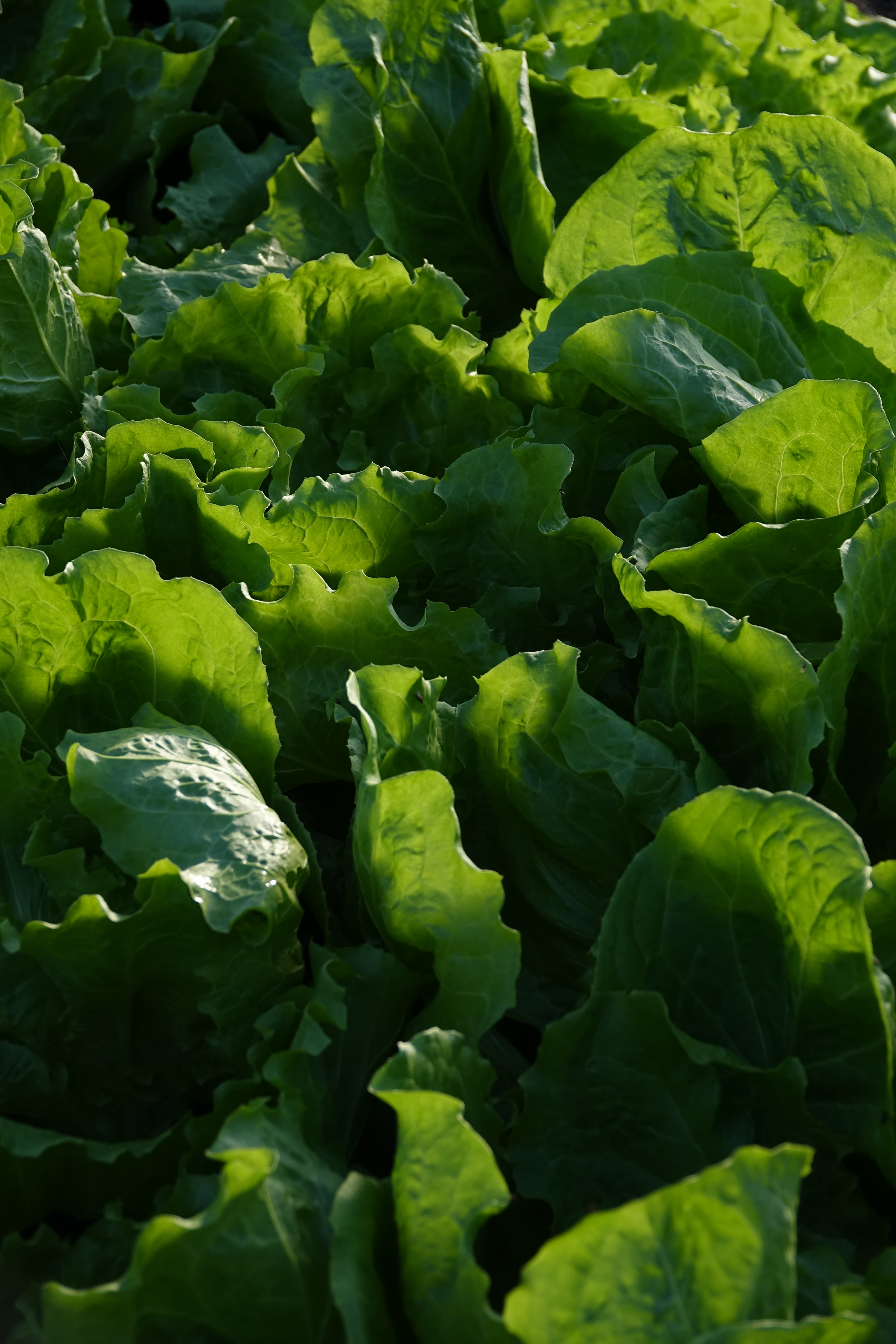 Salat-Detail — knackig grün, frisch geschnitten