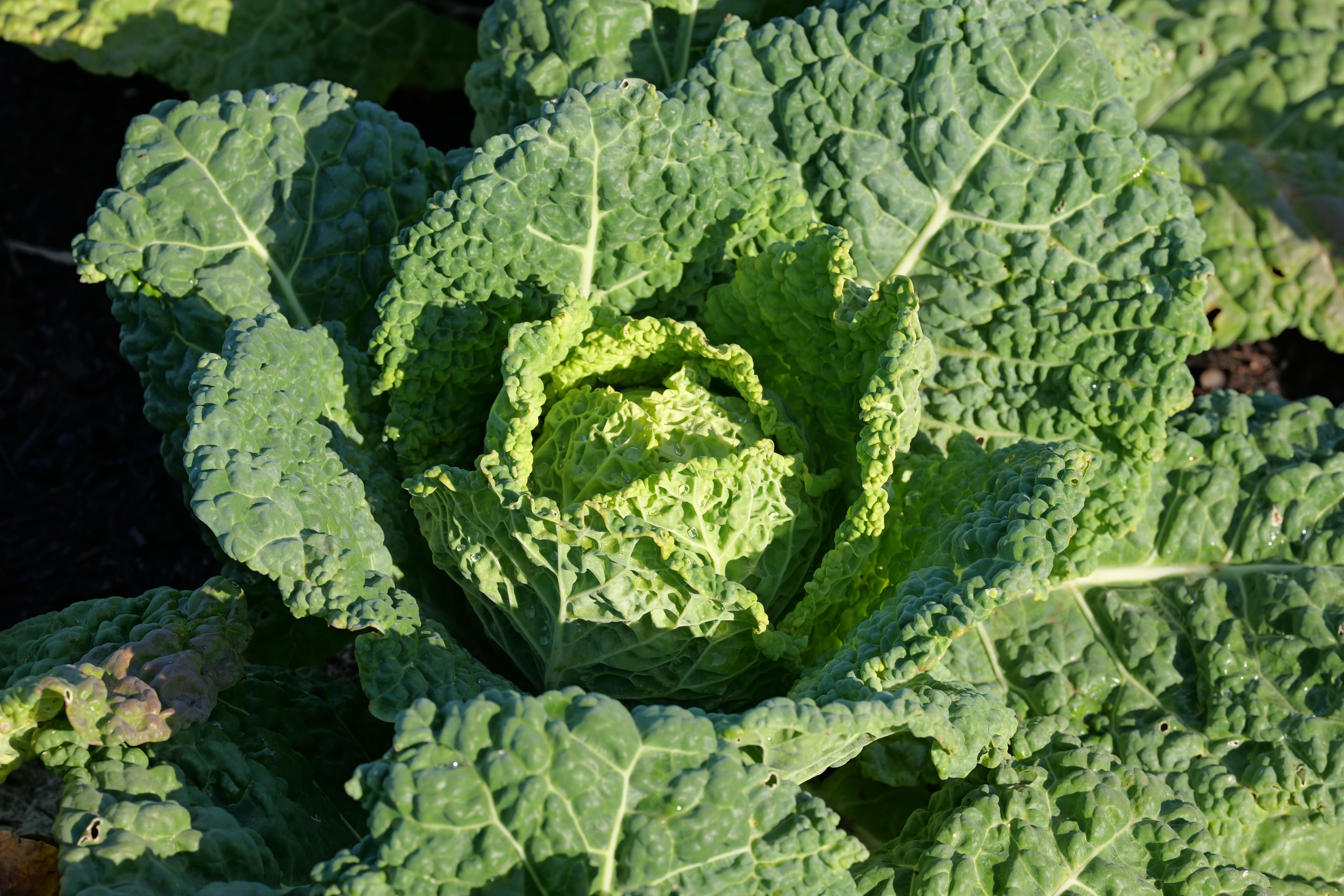 Wirsingkohl von oben — kräftiges Grün-Detail