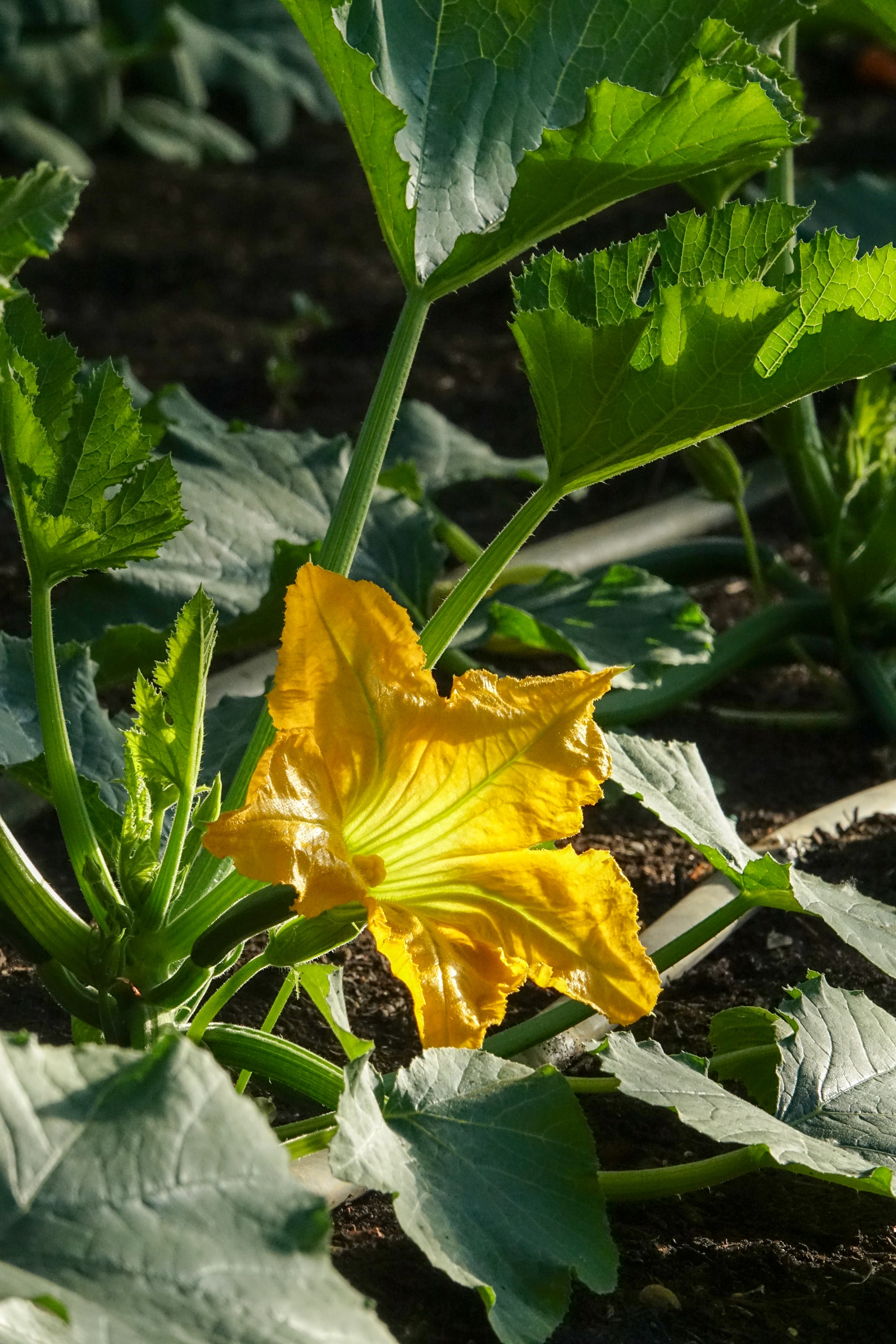 Goldgelbe Zucchini-Blüte zwischen großen Blättern